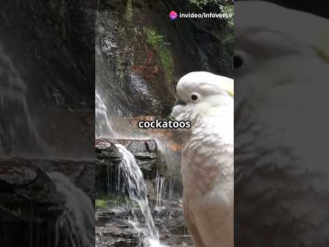Smart Aussie Parrots Are Lining Up to Use Public Fountains 😲🦜