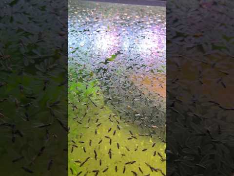 An Aquarium Full of Insects